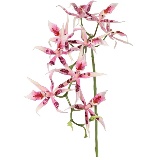 Driesprong Collection Spiderorchidee brassia roze met 9 bloemen & 2 plastic knoppen kunst...