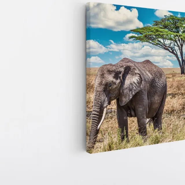 Saammp Canvas Schilderij - Olifant in de Serangeti - Natuur - Dieren - 40x40 - Foto op canvas - Wanddecoratie - Muurdecoratie Woonkamer - Slaapkamer decoratie - Canvas Print Multicolor