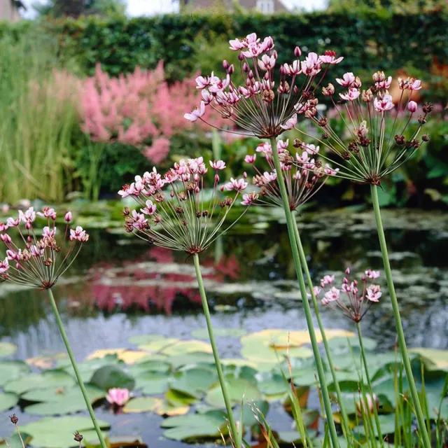 Bloomique Set van 3 - Butomus Umbellatus - Zwanenbloem - Vijverplanten - Winterhard - Hoogte 15-25 cm - Pot 9 cm 3x Kweekpot