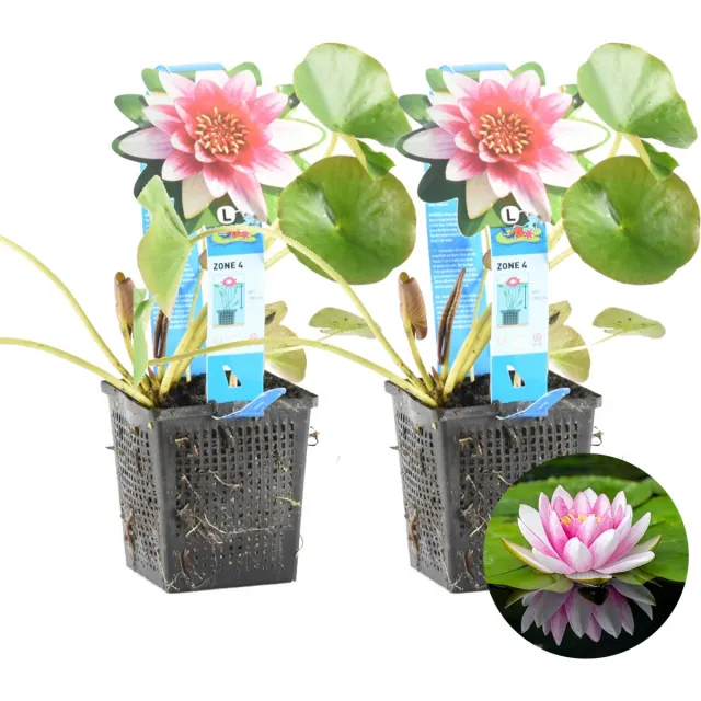Bloomique Set van 2 - Nymphaea Attraction - Waterlelie - Rood - Vijverplanten - Waterplanten - Winterhard - Hoogte 10-20 cm - Pot 11 cm 2x Nymphaea Rood