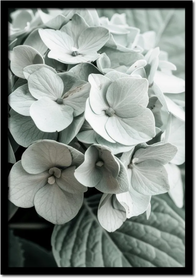 Plakkers Poster close up van een hortensia bloem - 50cm x 70cm - vintage - woonkamer - slaapkamer - bloemen posters - goedkoop - muurposter - natuur - wanddecoratie Full-colour