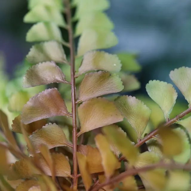 maxifleur Kunstplanten Adiantum varen kunstplant 40cm Groen