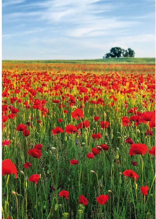 Linea Hogar 1x Zelfklevende Poster Red Flowers | 200x140cm | Rood bloemenveld zwart