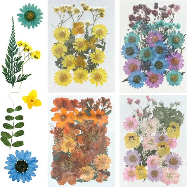 Cosensi Gedroogde Bloemen voor Hars, Natuurlijke Geperste Bloemen - Scrapbooking, Kunsthandwerk, Epoxyharsji, 200 Stuks blauw