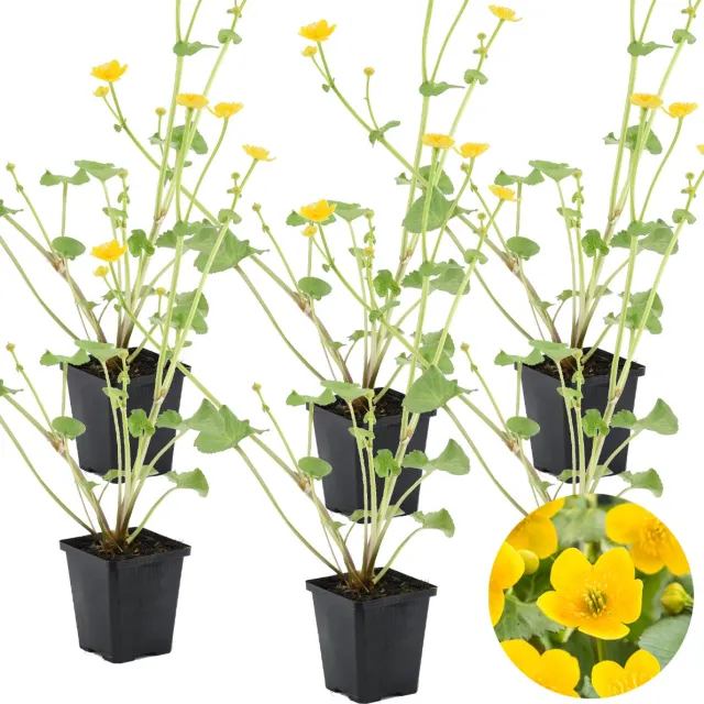 Bloomique Set van 6 - Caltha Palustris - Dotterbloem - Vijverplanten - Winterhard - Hoogte 15-25 cm - Pot 9 cm 6x Kweekpot