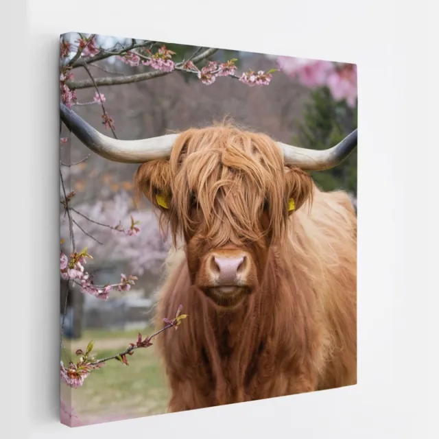 Saammp Canvas Schilderij - Schotse Hooglander Koe in de wei - Landschap - Dieren - Natuur - 20x20 - Foto op canvas - Wanddecoratie - muurdecoratie Woonkamer - Slaapkamer decoratie - Canvas Print Multicolor