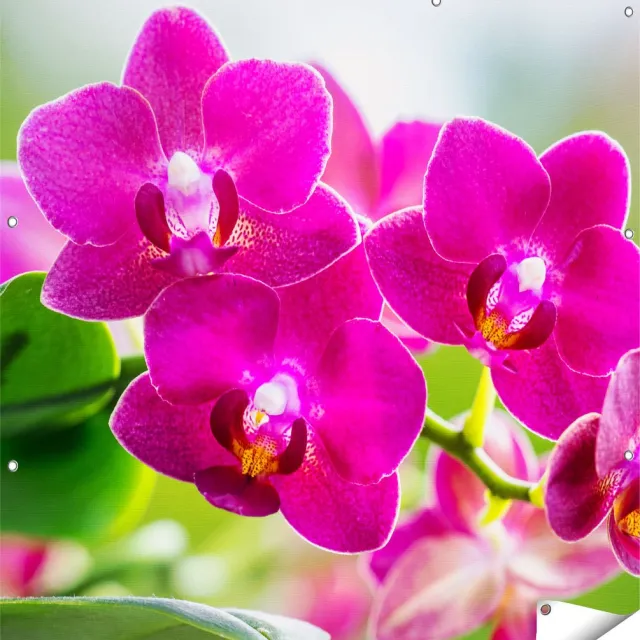 Gards Tuinposter Roze Orchidee Bloemen - 120x120 cm - Tuindoek - Tuindecoratie - Wanddecoratie buiten - Tuinschilderij