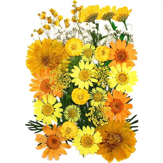 Cosensi Gedroogde bloemen mix voor doe-het-zelf decoratie en handwerk - 32 stuks