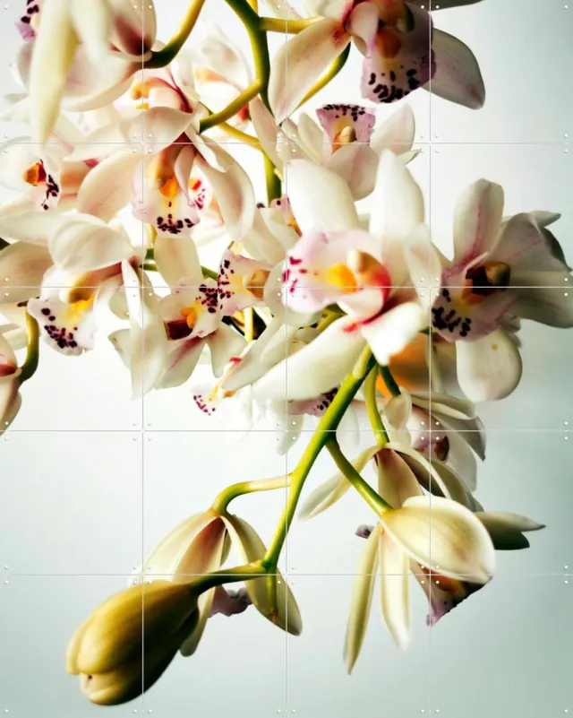 IXXI Tiny Orchids, Angelo Cerantola - 80 x 100 cm - Grote wanddecoratie en posters - Fotografie, Naturalisme, Woonkamer, Slaapkamer, Botanisch Wit / Lichte tinten