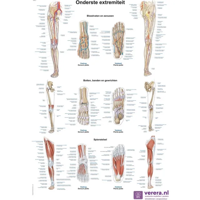 Verera.nl Anatomie poster onderste extremiteit (Nederlands/Latijn, papier, 50x70 cm) + ophangsysteem met ophangsysteem