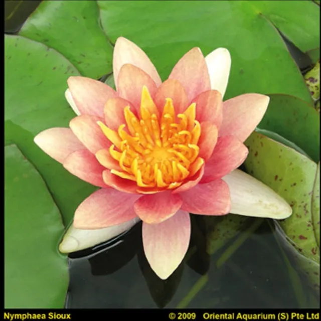Moerings Nymphaea Aurora | Waterlelie | In 11CM pot rood
