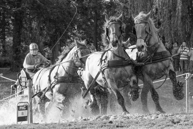 Passion For Art Trekpaarden TW9 - Foto - Ton van der Weerden - Fine Art Print op fotokwaliteit papier - 70 x 100 cm zwart-wit