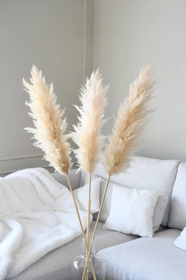 HoA Decorations Luxe Beige Pampas pluimen | 3 stuks | XXL Pampasgras | Droogbloemen | 100 cm| Boeket decoratie pluimen | Woondecoratie | Decoratie | Luxury Living | Rietpluimen