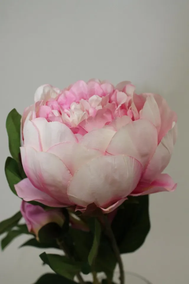 PR Pioenrozen roze