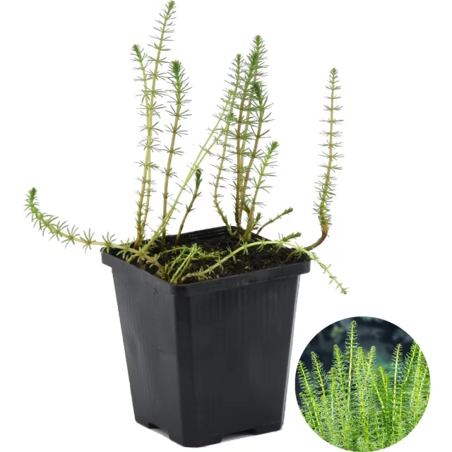 Bloomique Hippuris Vulgaris - Lidsteng - Vijverplanten - Waterplanten - Winterhard - Hoogte 10-20 cm - Pot 11 cm 1x Kweekpot