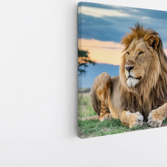 Saammp Canvas Schilderij - Leeuw in de serangeti - Dieren - Natuur - 60x60 - Foto op canvas - Wanddecoratie - Muurdecoratie Woonkamer - Slaapkamer decoratie - Canvas Print Multicolor