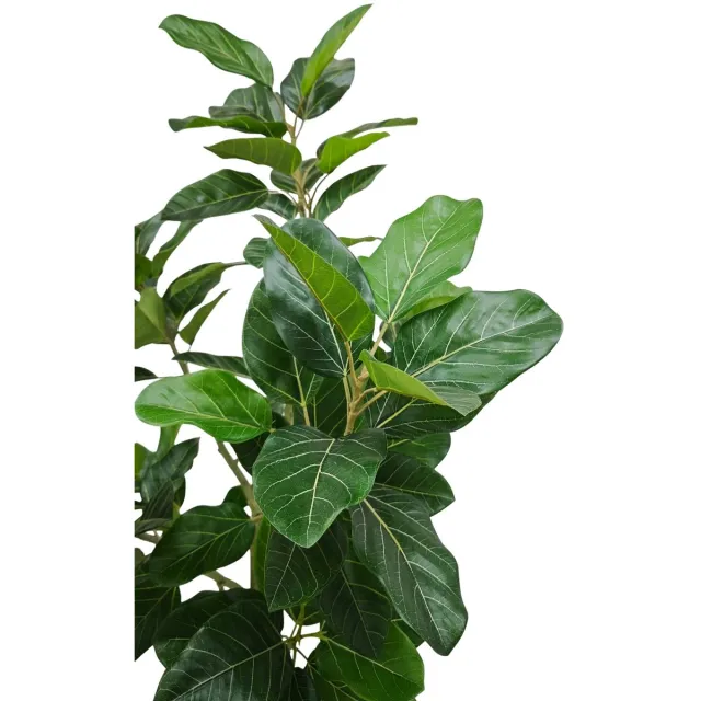 PrettyPlants Ficus Audrey 210cm Deluxe Groen