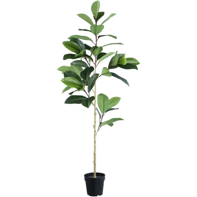PTMD Tree Green Holm Oak In Black Pot Groen