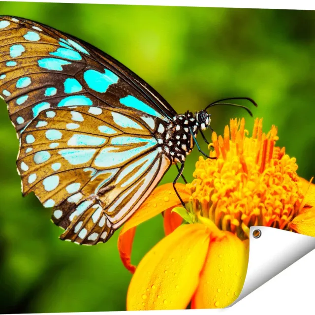 Gards Tuinposter Blauwe Vlinder bij een Oranje Bloem - 80x60 cm - Tuindoek - Tuindecoratie - Wanddecoratie buiten - Tuinschilderij Multikleur