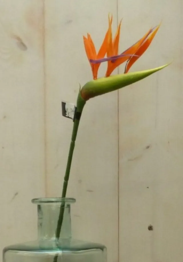 Warentuin Mix Kunst paradijsvogelbloem strelitzia op steker oranje Warentuin Mix