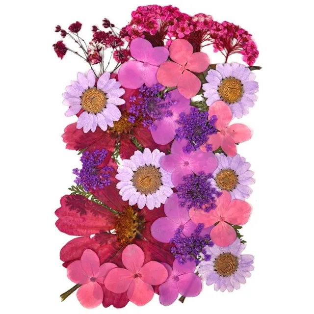 Famanu Gemengde gedroogde bloemen voor bloemendecoraties en telefoonhoesjes, diverse soorten