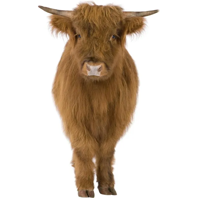 VAN IKKE Muursticker Schotse Hooglander multi