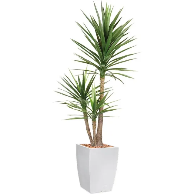 HTT Decorations Kunstplant Yucca in Genesis vierkant H200 cm Groen