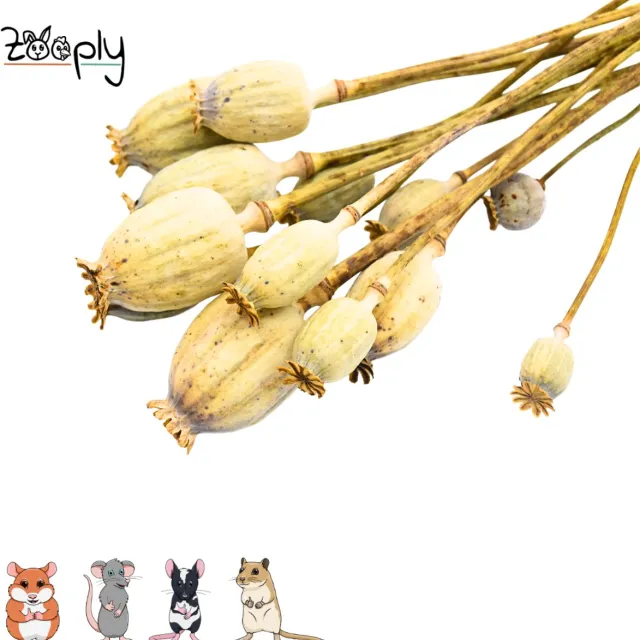 Zooply Klaproos - 70 gram - in koker