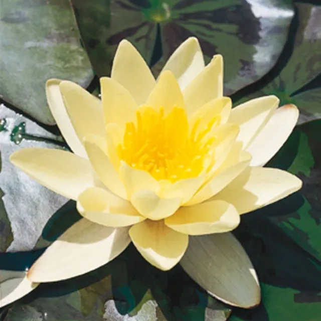 Moerings Nymphaea Marliacea Albida | Waterlelie | In 11CM pot Wit