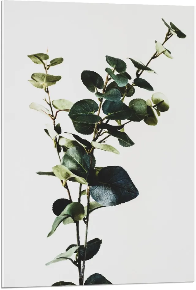 KuijsFotoprint Acrylglas - Groene Plant op Witte Achtergrond - 60x90cm Foto op Acrylglas (Met Ophangsysteem)
