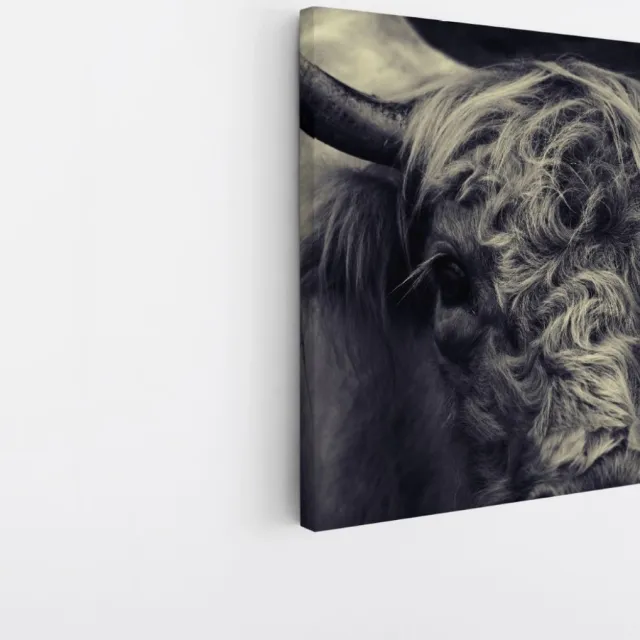 Saammp Canvas Schilderij - Portret Schotse Hooglander Koe - Natuur - Dieren - 60x60 - Foto op canvas - Wanddecoratie - Muurdecoratie Woonkamer - Slaapkamer decoratie - Canvas Print Multicolor