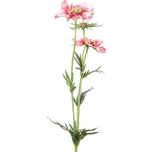 Countryfield Scabiosa José Roze - Zijdenbloem