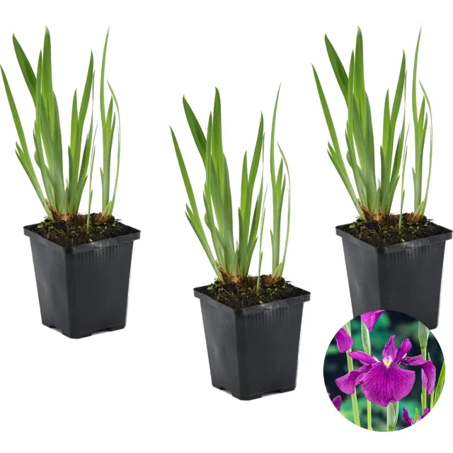 Bloomique Set van 3 - Iris Kaempferi - Japanse Iris - Paars - Vijverplanten - Waterplanten - Winterhard - Hoogte 20-30 cm - Pot 9 cm