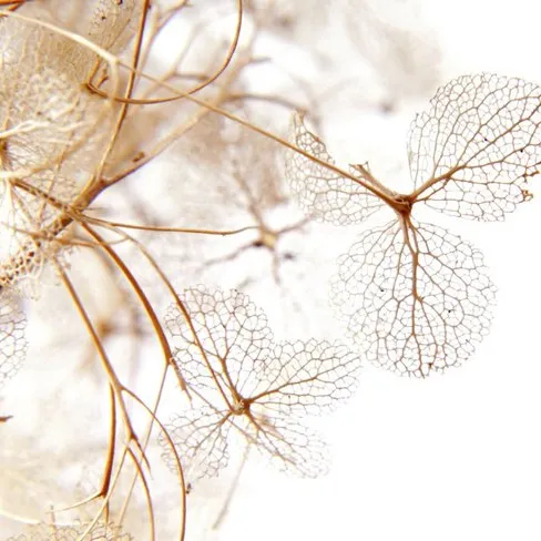 Vgdesign Transparante hortensia bloem 70x50 tuinposter banner VGDesign onbekend