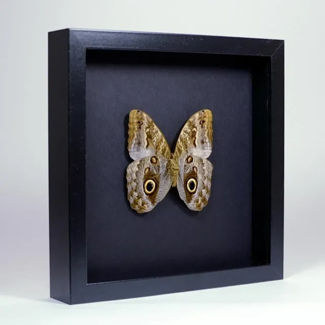 Vlinders in Lijst Opgezette uiloogvlinder in elegant zwarte lijst - Caligo sp.