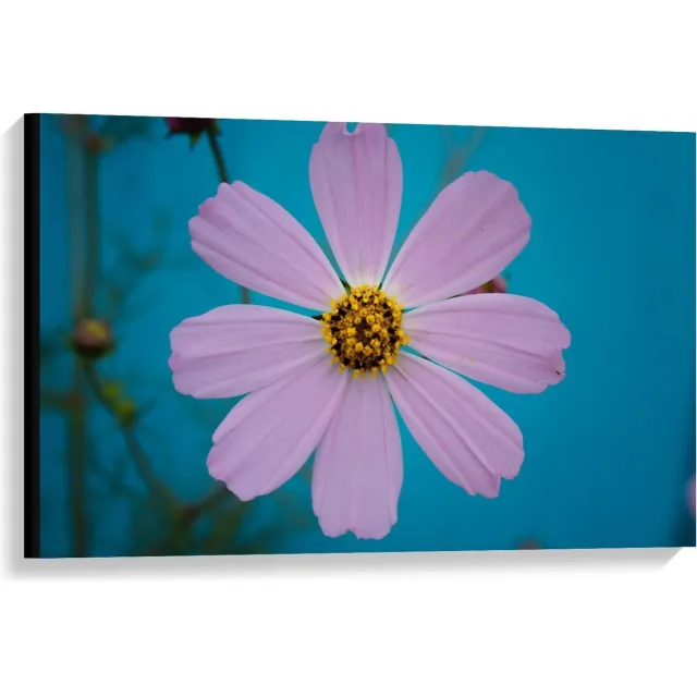 KuijsFotoprint Canvas - Roze fleurige Bloem - 90x60cm Foto op Canvas Schilderij (Wanddecoratie op Canvas) Blauw