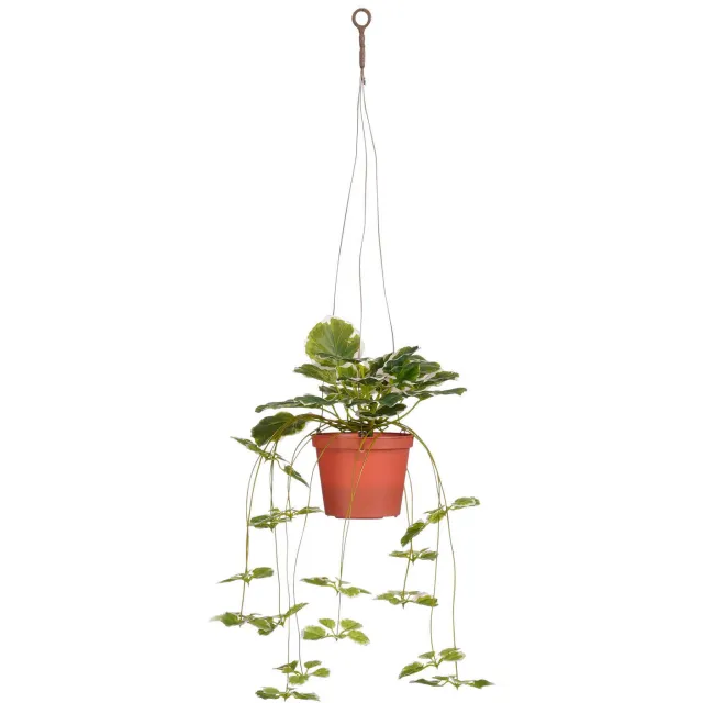 Mica Decorations kunstplant hangend Begonia Groen