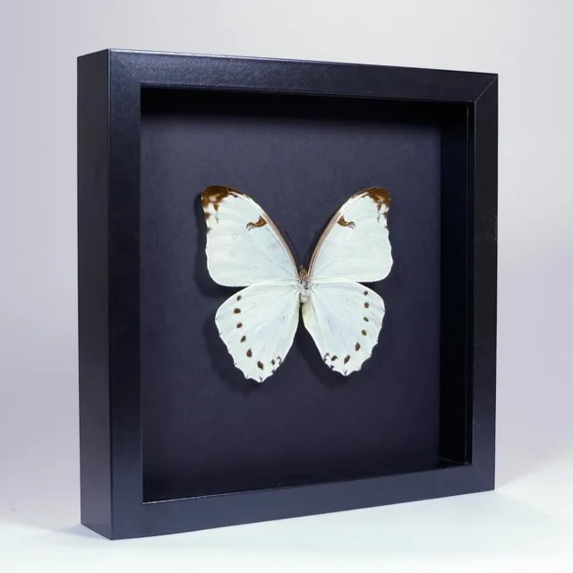 Vlinders in Lijst Opgezette Witte Vlinder in Elegant Zwarte Lijst - Morpho Luna