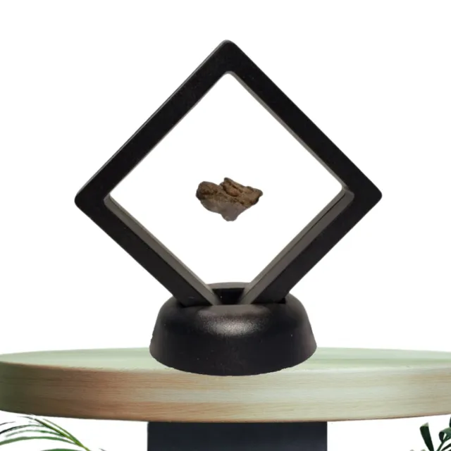 GreatGift Originele Meteoriet- In Display -Al Haggounia 001 - Met certificaat - zeer bijzonder cadeau - uniek cadeau Zwart