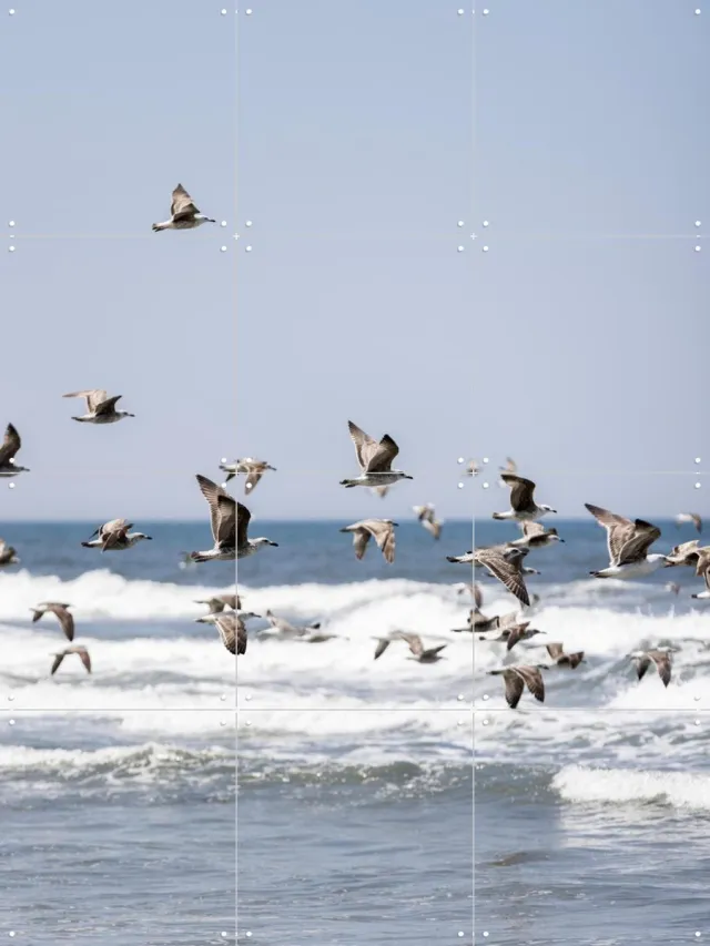 IXXI Birds and the Sea 2, Mareike Böhmer - 60 x 80 cm - Grote wanddecoratie en posters - Fotografie, Woonkamer, Slaapkamer, Vogels, Lucht Blauw / Koele tinten