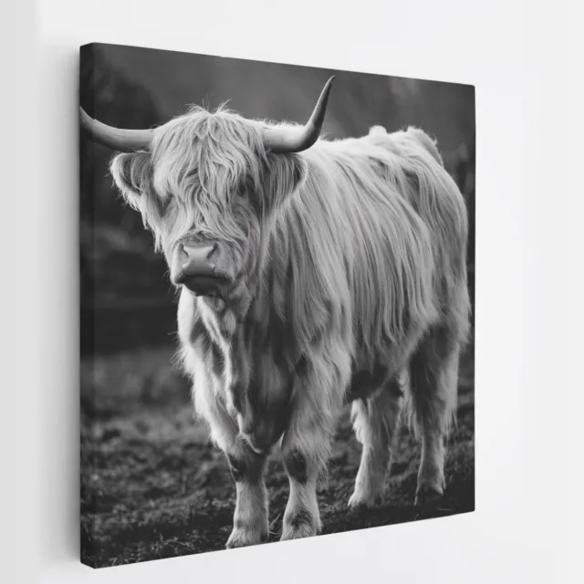 Saammp Canvas Schilderij - Schotse Hooglander Koe - Zwart-Wit - Dieren - Natuur - 30x30 - Foto op canvas - Wanddecoratie - muurdecoratie Woonkamer - Slaapkamer decoratie - Canvas Print Multicolor