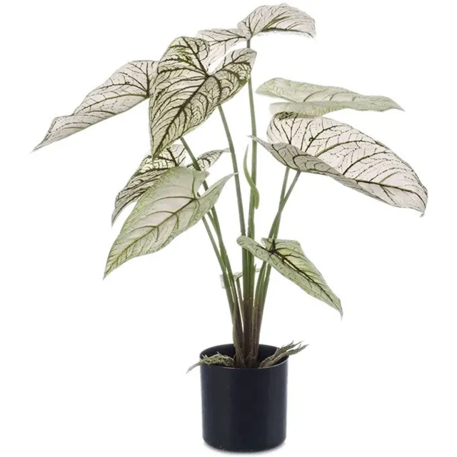 Emerald Caladium in pot h60 cm groen/wit Emerald onbekend