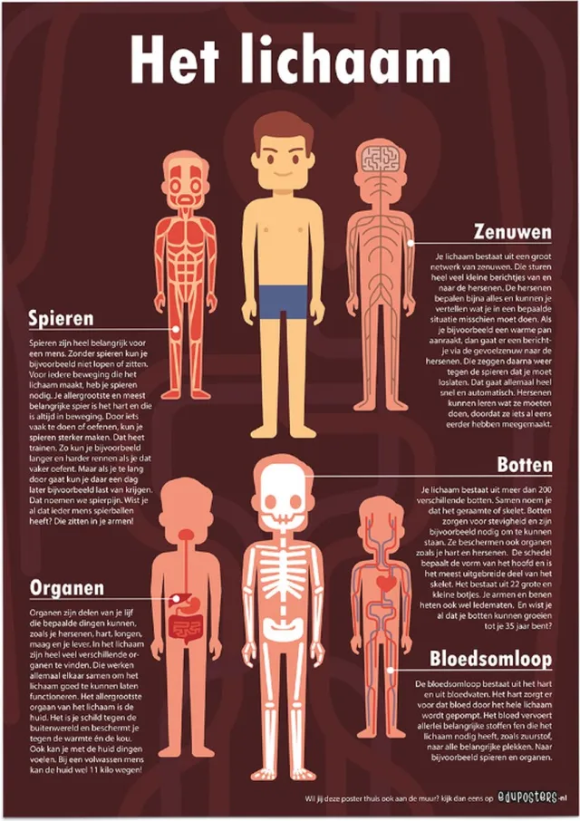 eduposters Educatieve poster (Posterpapier) - Biologie het complete lichaam - 50 x 70 cm (B2) Beige