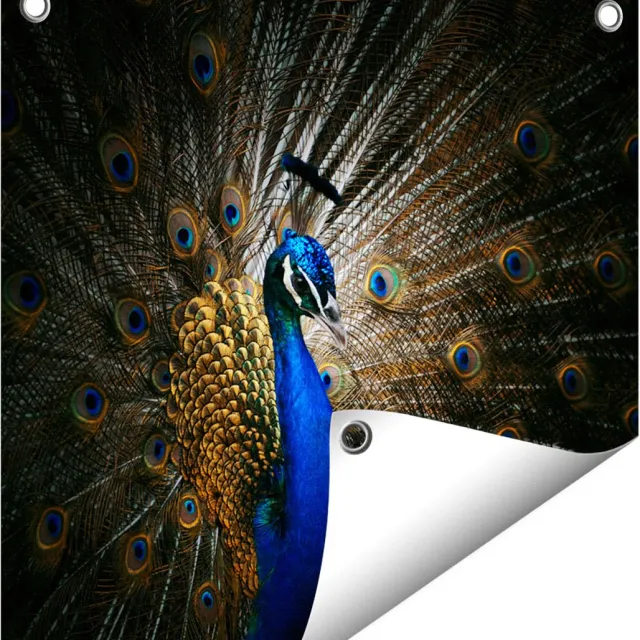 Gards Tuinposter Blauwe Pauw met Grote Veren - 40x40 cm - Tuindoek - Tuindecoratie - Wanddecoratie buiten - Tuinschilderij Multikleur