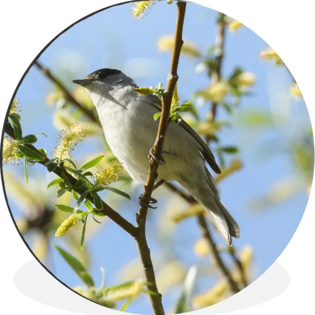 WallCircle Wandcirkel - Muurcirkel - Vogel in een boom - Aluminium - Dibond - 120x120 cm - Binnen en Buiten Multicolor
