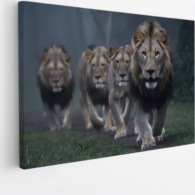 Saammp Canvas Schilderij - Leeuwen familie op pad - Dieren - Natuur - 45x30 - Foto op canvas - Wanddecoratie - Muurdecoratie Woonkamer - Slaapkamer decoratie - Canvas Print Multicolor