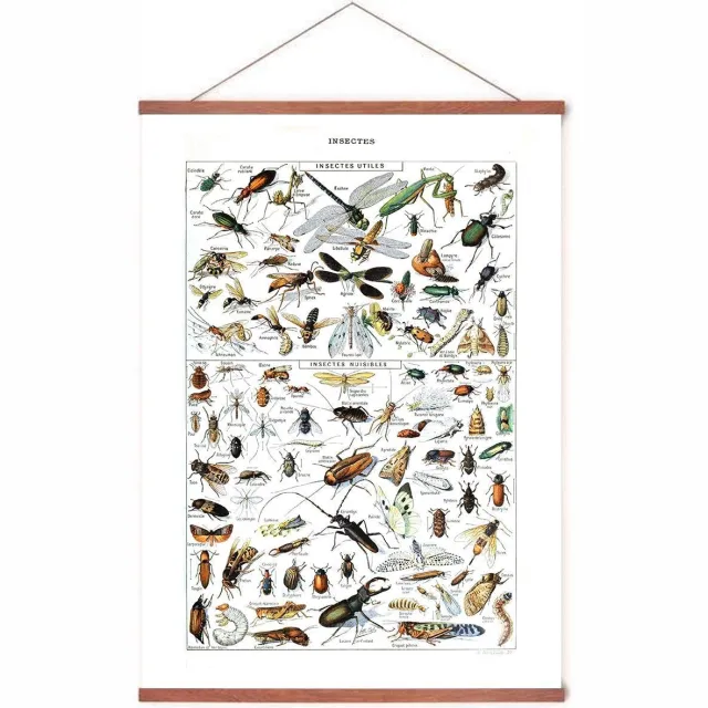 Esque Poster In Posterhanger - Vintage Insecten - Kader Hout - Biologie - Educatief - 70x50 cm - Ophangsysteem
