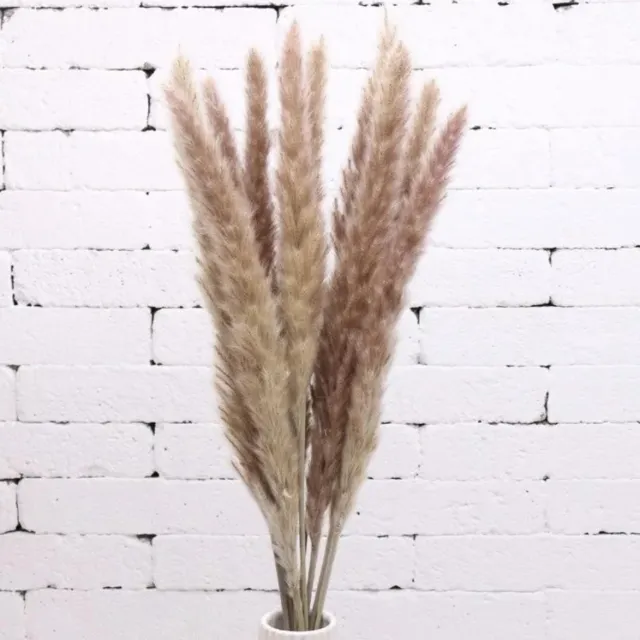 Without lemon Without Lemons - Pampas pluimen – Natuurlijke tint - 15 stuks – Pampas gras – 70 cm – Droogbloemen – Cortaderia – Droogbloemen boeket – Pampasgras - Decoratie - Beige