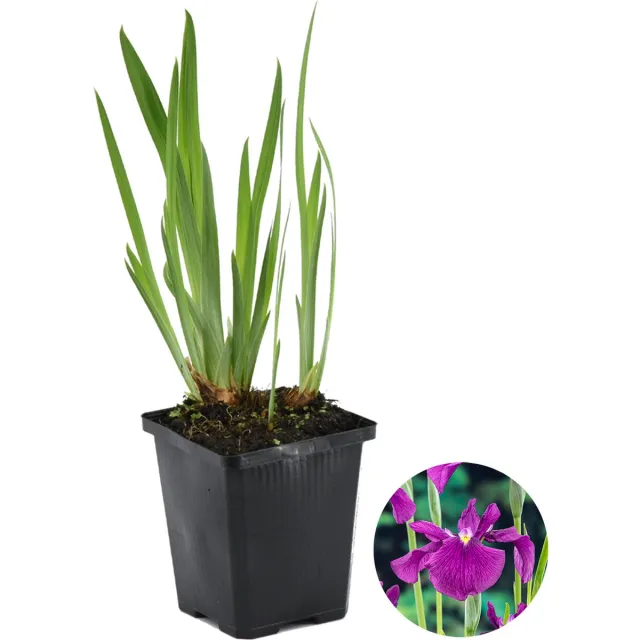 Bloomique Iris Kaempferi - Japanse Iris - Paars - Vijverplanten - Waterplanten - Winterhard - Hoogte 20-30 cm - Pot 9 cm