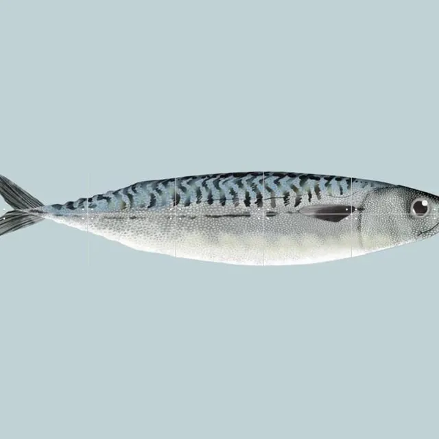 IXXI Mackerel, Merel Corduwener - 100 x 80 cm - Grote wanddecoratie en posters - Illustraties, Keuken, Woonkamer, Eetkamer, Vissen, Natuur, Zeeleven Blauw / Koele tinten